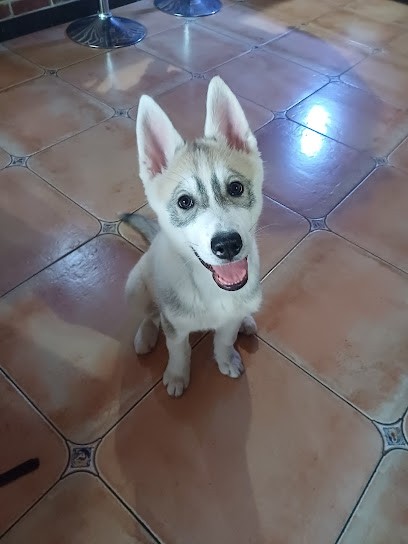 Monde canin, Dresseur de Chiens à Petite-Forêt