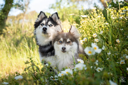 Imperial Pomsky Éleveur De Chiens à Six-Fours-les-Plages