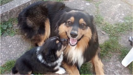 ELEVAGE DE BERGER AUSTRALIEN DE L'AMOUR D'HARMONIE, Eleveur de Chiens à Champlitte