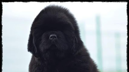 Élevage Of Sparkling Lake. Terre-neuve, Colley, Carlin, Eleveur de Chiens à Brévainville