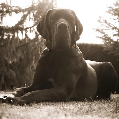 BabydogEcole, Dresseur de Chiens à Verquigneul