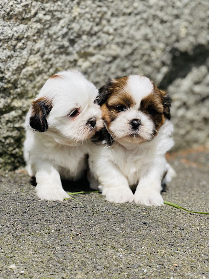 Elevage Le Beauregard Du Chien, Éleveur De Chiens à Saint-Clet