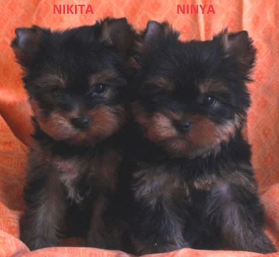 La Bergerie du Coteau: Eleveur de Yorkshires, Pascal Arnoux, Eleveur de Chiens à Coupvray