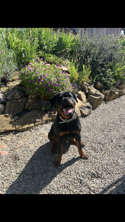 Élevage De La Légion De Rottweil Éleveur De Chiens à Roquefixade