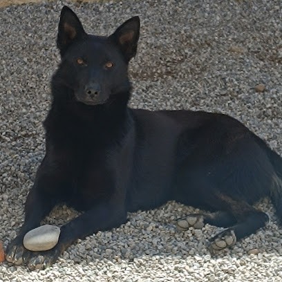 Berger allemand noir, gris, de travail, Eleveur de Chiens à Sallespisse
