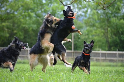 DogWalking, Pension pour Chiens à Sèvres