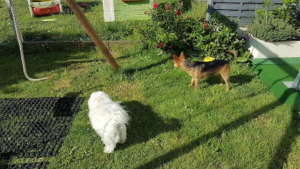 Ma nounou à moi 76 Garde petit chien pension familiale Rouen, Pension pour Chiens au Houlme