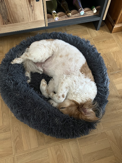 En Harmonie Avec Mon Chien - Comportementaliste Canin, Dresseur De Chiens à Champigny-sur-Veude