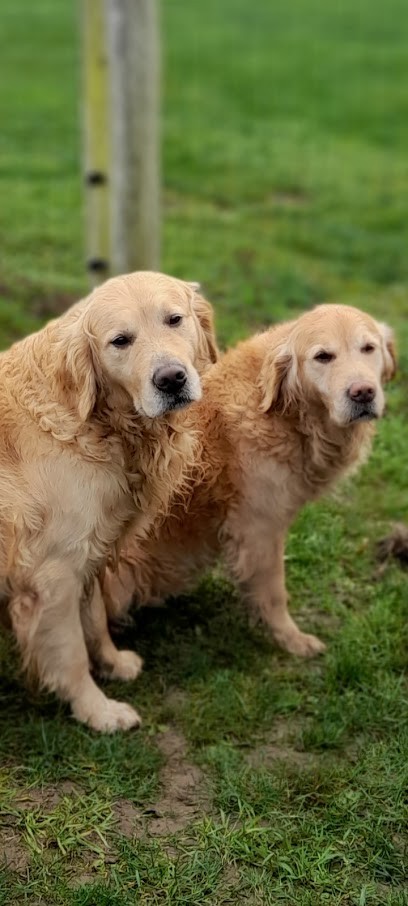 UCOR Un Chien en OR, Pension pour Chiens à Audigny