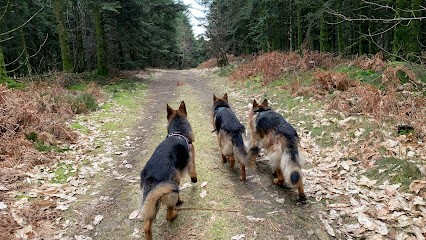 Valcreuse, la comp'amie des chiens, Eleveur de Chiens à Maison-Feyne