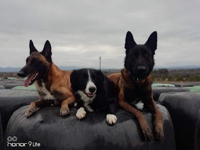 Obéissance-Ô-Poils, Dresseur De Chiens à Grospierres