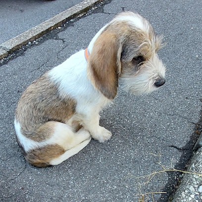 Connexion Homme Animal - Comportementaliste, Educatrice Canine, Dresseur de Chiens à Oissery