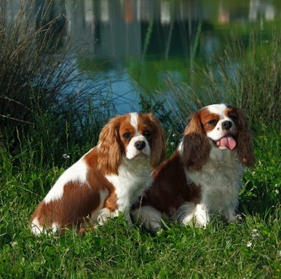 La Jossetiere, Eleveur de Chiens à Épuisay