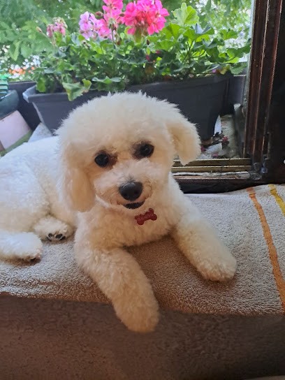 Sarl Les Poupons Frises, Eleveur de Chiens à Hesse