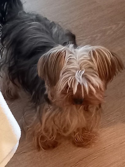 Des Joly's Puppies, Eleveur de Chiens à Verdun-sur-Garonne