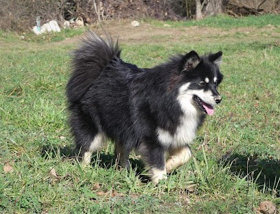 LES LOUPS DE LAPONIE - ELEVAGE CANIN, Eleveur de Chiens à Tupin-et-Semons