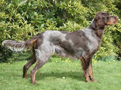 Les épagneuls Picards Des Falaises De L'Ailly, Eleveur de Chiens à Varengeville-sur-Mer