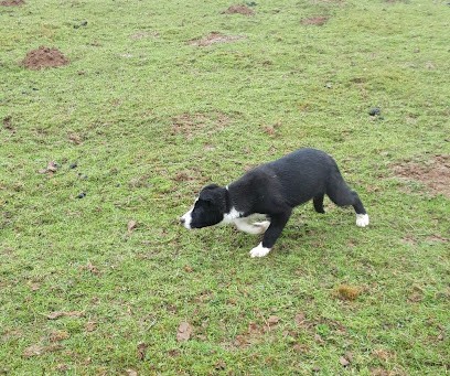 Elevage Des Monts Frileux, Eleveur de Chiens à Saint-Jacques-de-Néhou