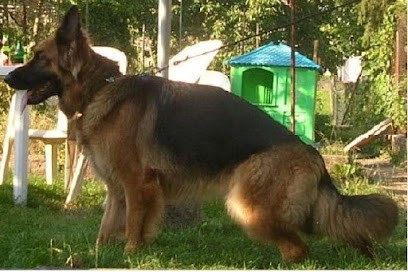 élevage Canin Du Domaine De Faicka, Berger Allemand Poils Longs Et Berger Australien, Eleveur de Chiens à La Basse-Vaivre