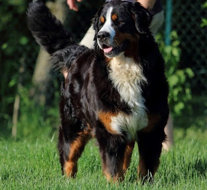 Elevage du Domaine de Léon de la seille, Eleveur de Chiens à Chavaniac-Lafayette