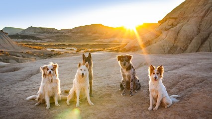 Pawsitive Ecole, Dresseur de Chiens à Nissan-lez-Enserune