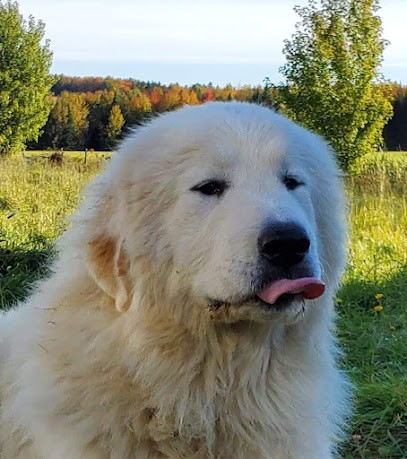 Elevage De La Vallee Du Girou, Eleveur de Chiens à Gargas