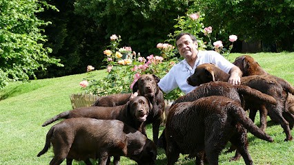 Labradors du Bois des Lilas, Eleveur de Chiens à Queyssac
