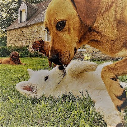 EDEN DOG Education canine, Dresseur de Chiens à Priziac