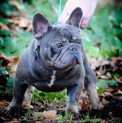 de l'etoile du centaure, Eleveur de Chiens à Gué-d'Hossus