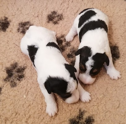 ELEVAGE VALLAURIS DES ASTUCIEUX FOX TERRIER, Eleveur de Chiens à Moissac