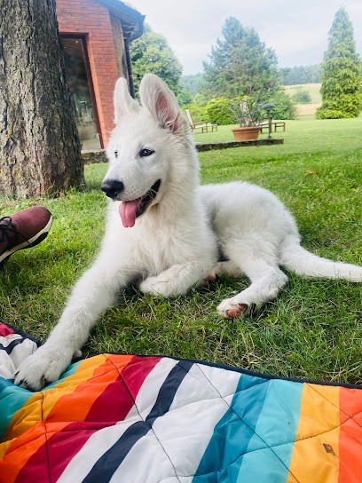 Le Domaine De La Combe Noire, Eleveur de Chiens aux Abrets en Dauphiné