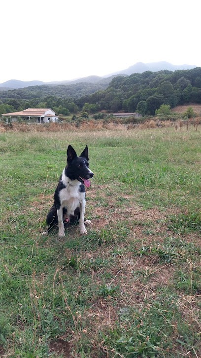 L'addevu di l'alcudina, Eleveur de Chiens à Guitera-les-Bains