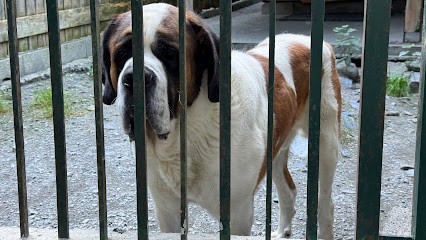 PENSION CANINE TOUTES RACES - Elevage de Saint-Bernard et Bull Terrier du Pays du Mont-Blanc -, Eleveur de Chiens aux Houches