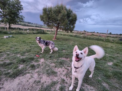 Toutou's Farm, Pension pour Chiens à Fiac