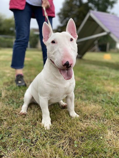 Déclic dog, Dresseur de Chiens à Saint-Ciers-d'Abzac