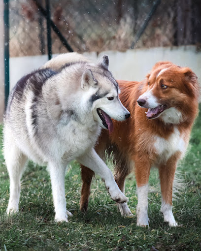 De Nature Canine Versailles - Comportementaliste Et Éducateur Canin, Dresseur De Chiens à Versailles