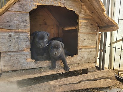 Elevage Under Carlie's Protection, Eleveur de Chiens à Vitrac