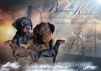Elevage Pomskys du Temple des Vents / Elevage Dobermann des Brumes de Kahlan, Eleveur de Chiens à Aubord