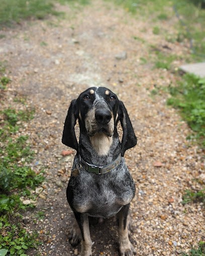 J’aime mon toutou - Éducateur comportementaliste canin, Dresseur de Chiens à Saint-Maur-des-Fossés