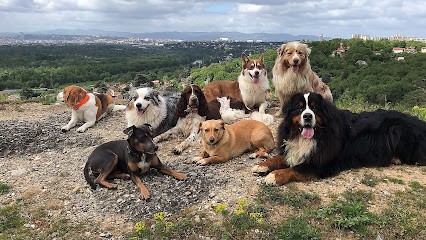 Dog Team, Dresseur de Chiens à Rillieux-la-Pape
