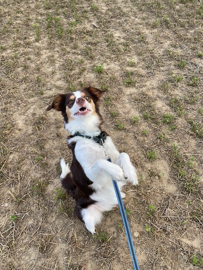 Entre Pattes Et Nous - Educateur Comportementaliste Canin, Dresseur de Chiens à Neuville-sur-Saône