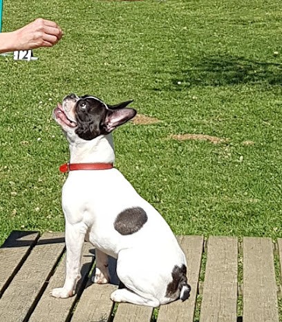 Centre Canin du Clos de Ginestières, Dresseur de Chiens à Paulinet
