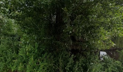 Le Vert Bois, Pension pour Chiens à Merville