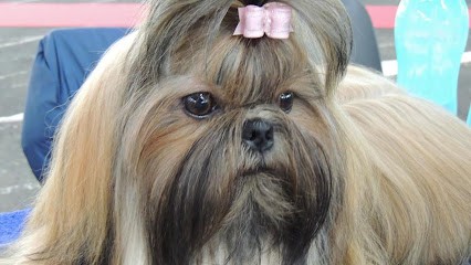 Valerie Gauthier, Eleveur de Chiens à Doué-en-Anjou