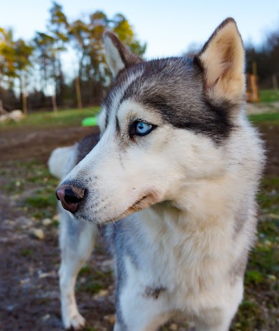 Le Royaume du Nord: élevage de Huskys LOF, Eleveur de Chiens à Magnac-Lavalette-Villars
