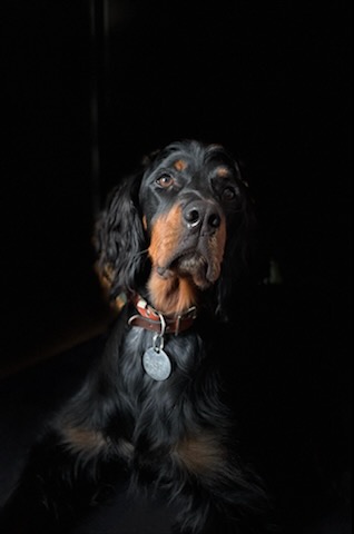 Elevage Setter Gordon Du Vallon Des Bécasses, Pension Féline Et Canine, Éleveur De Chiens à Grézet-Cavagnan