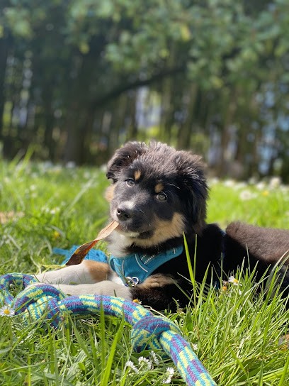 Élevage Xiberoan Txakurrak - Chiens Et Chiots Bergers Australiens - Landes - Nouvelle Aquitaine, Eleveur de Chiens à Caupenne
