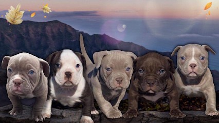 Les Bullys De Maremne, Eleveur de Chiens à Saint-Geours-de-Maremne