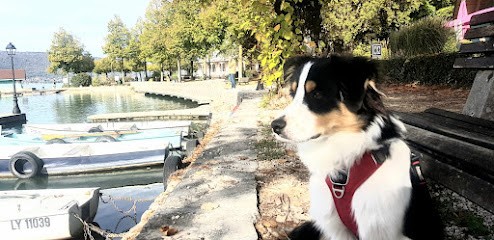 Université des chiens : Educateur canin comportementaliste. Pour chiots et chiens, Lac d'Annecy, Dresseur de Chiens à Alex