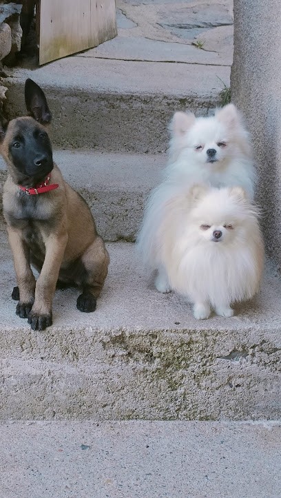 Elevage de la rose des vents, Eleveur de Chiens à Beauzac